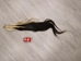 Dried Horse Tail: Blonde & Black - 18-06-BLB