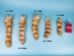 Stiff Bleached Raccoon Tail - 18-11-BSS-AS (Y2KRG)