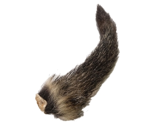 Woodchuck Tail 