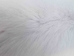 Select Arctic Fox Skin: Assorted - 180-02-SEL-AS (Y2KWR)