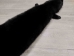 Black Dyed Fox Skin: Assorted - 180-06-AS (Y2LWR)