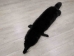 Black Dyed Fox Skin: Assorted - 180-06-AS (Y2LWR)