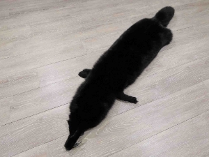 Black Dyed Fox Skin: Assorted 