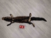 Fisher Skin with Feet: Assorted - 181-01WF-AS (Y2K)