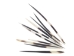 African Porcupine Quill: B-Grade Thick: Small (3"-5") - 184-02B1S (F9)