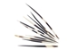 African Porcupine Quill: B-Grade Thick: Small (3-5") - 184-02B1S (F9)