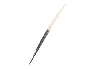 African Porcupine Quill: B-Grade Thick: Small (3"-5") 