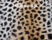 Printed Rabbit Skin: Cheetah 2 Pattern - 188-P17G (Y2ERK)