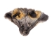 Cross Fox Face - 19-04-CR (Y2HC09)