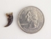 Raccoon Claw - 209-08-AS (Y2DC02)