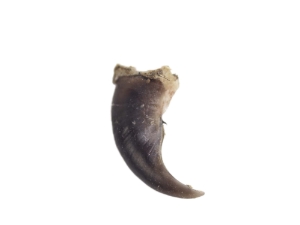 Raccoon Claw raccoon claws