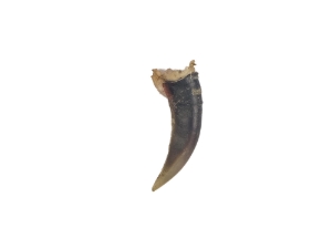 Woodchuck Claw 