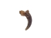 Gray Fox Claw - 209-51 (Y2DC02)