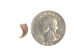 American Opossum Claw - 209-81 (Y2DC02)