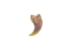 American Opossum Claw - 209-81 (Y2DC02)