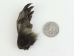 Nutria Back Foot: Assorted - 21-90-B-AS (Y1XC09)