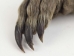 Nutria Back Foot: Assorted - 21-90-B-AS (Y1XC09)