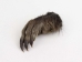 Nutria Back Foot: Assorted - 21-90-B-AS (Y1XC09)