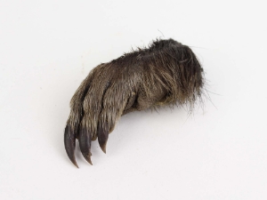 Nutria Back Foot: Assorted nutria feet