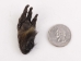Nutria Front Foot: Assorted - 21-90-F-AS (Y1XC09)