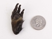 Nutria Foot: Extra Small - 21-90XS-AS (Y1X)