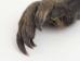 Nutria Front Foot: Assorted - 21-90-F-AS (Y1XC09)