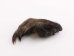 Nutria Front Foot: Assorted - 21-90-F-AS (Y1XC09)