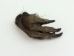 Nutria Front Foot: Assorted - 21-90-F-AS (Y1XC09)