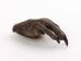 Nutria Front Foot: Assorted - 21-90-F-AS (Y1XC09)