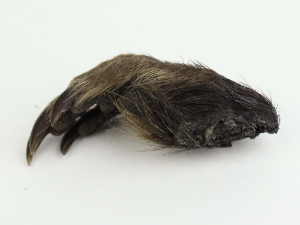 Nutria Front Foot: Assorted nutria feet
