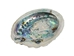Lightly Edged African Abalone Shell: 3"-5" - 220-05-0812 (Y3G-A4)(Y3L)