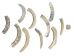 Natural African Abalone Shell Lips: Medium (g) - 220-30-NA-M (Y3ERK)