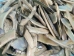 Natural African Abalone Shell Lips: Medium (g) - 220-30-NA-M (Y3ERK)