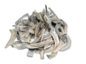 Natural African Abalone Shell Lips: Medium (g) 