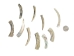 Natural African Abalone Shell Lips: Small (g) - 220-30-NA-S (Y3ERK)