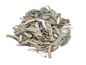 Natural African Abalone Shell Lips: Small (g) 