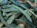 Dyed Turquoise African Abalone Shell Lips: Large (g) - 220-30-TQ-L (Y3ERK)