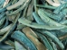 Dyed Turquoise African Abalone Shell Lips: Medium (g) - 220-30-TQ-M (Y3E)