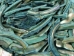 Dyed Turquoise African Abalone Shell Lips: Small (g) - 220-30-TQ-S (Y3ERK)