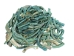 Dyed Turquoise African Abalone Shell Lips: Small (g) - 220-30-TQ-S (Y3ERK)