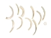 Creamy White African Abalone Shell Lips: Large (g) - 220-30-WH-L (Y3E)