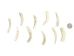 Creamy White African Abalone Shell Lips: Medium (g) - 220-30-WH-M (Y3ERK)