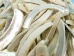 Creamy White African Abalone Shell Lips: Medium (g) - 220-30-WH-M (Y3ERK)