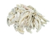 Creamy White African Abalone Shell Lips: Medium (g) - 220-30-WH-M (Y3ERK)