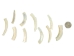 Creamy White African Abalone Shell Lips: Small (g) - 220-30-WH-S (Y3ERK)