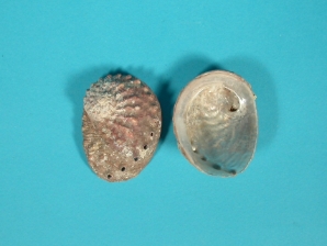 Vietnamese Abalone Shell: Natural: 1-3" 