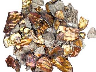 African Abalone Pieces: Assorted Sizes: Copper (kg) 