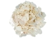 African Abalone Pieces: Assorted Sizes: Creamy White (kg) - 220-TP-CR (Y3E)