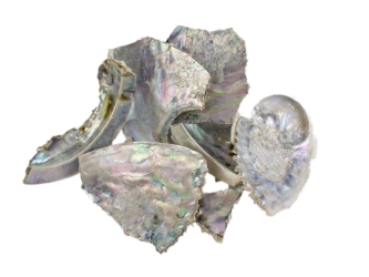 Mexican Green Abalone Shell Pieces (lb) unpolished chipped broken Mexican green abalone shell