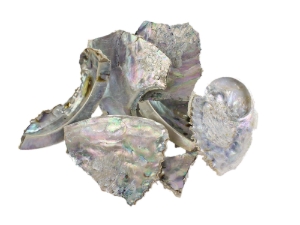 Mexican Green Abalone Shell Pieces (lb) unpolished chipped broken Mexican green abalone shell